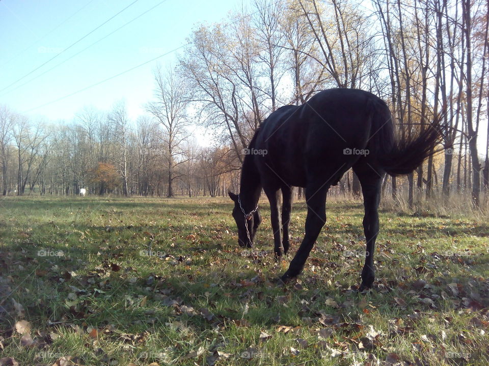 Mammal, Cavalry, No Person, Landscape, Farm