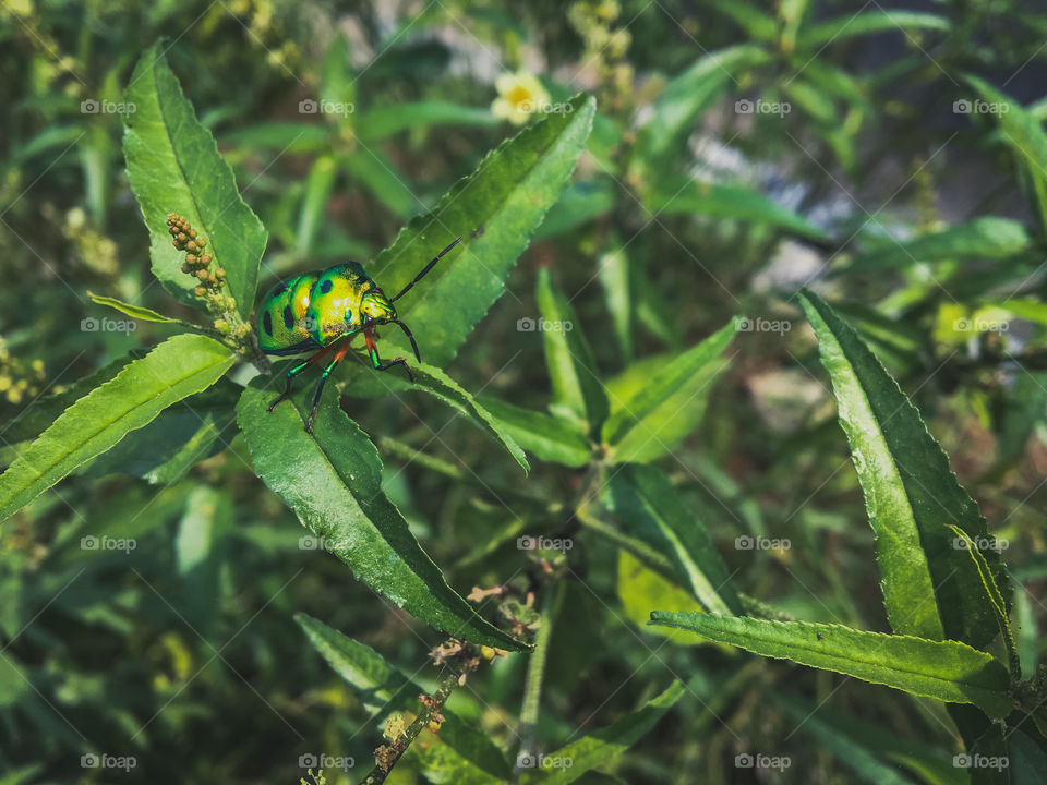 Bug, photo taken in India