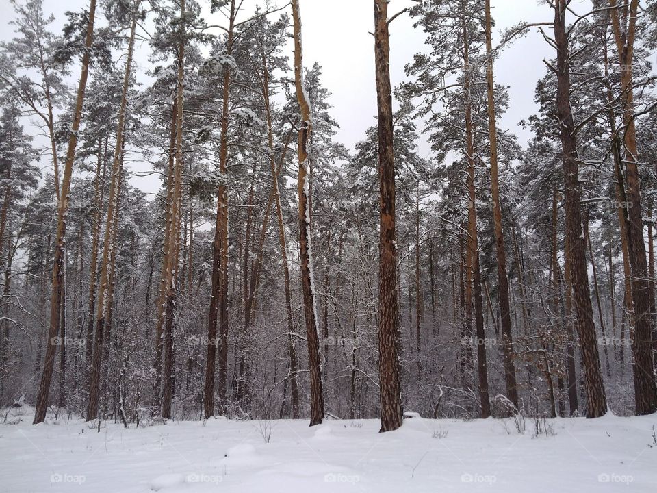 Winter forest