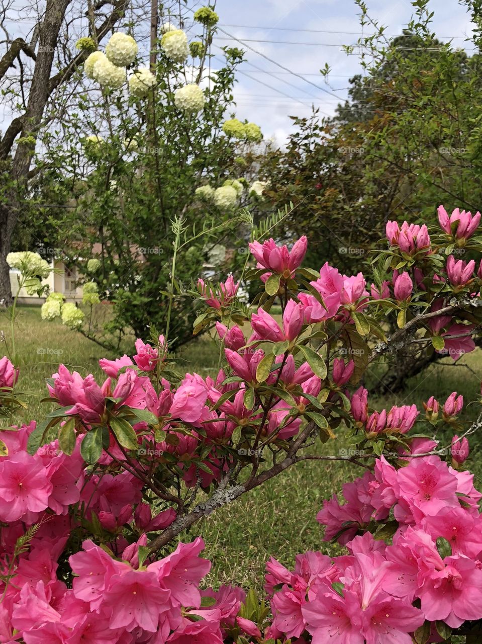Beautiful park like scene with pink bushes and white bush peeking through. 