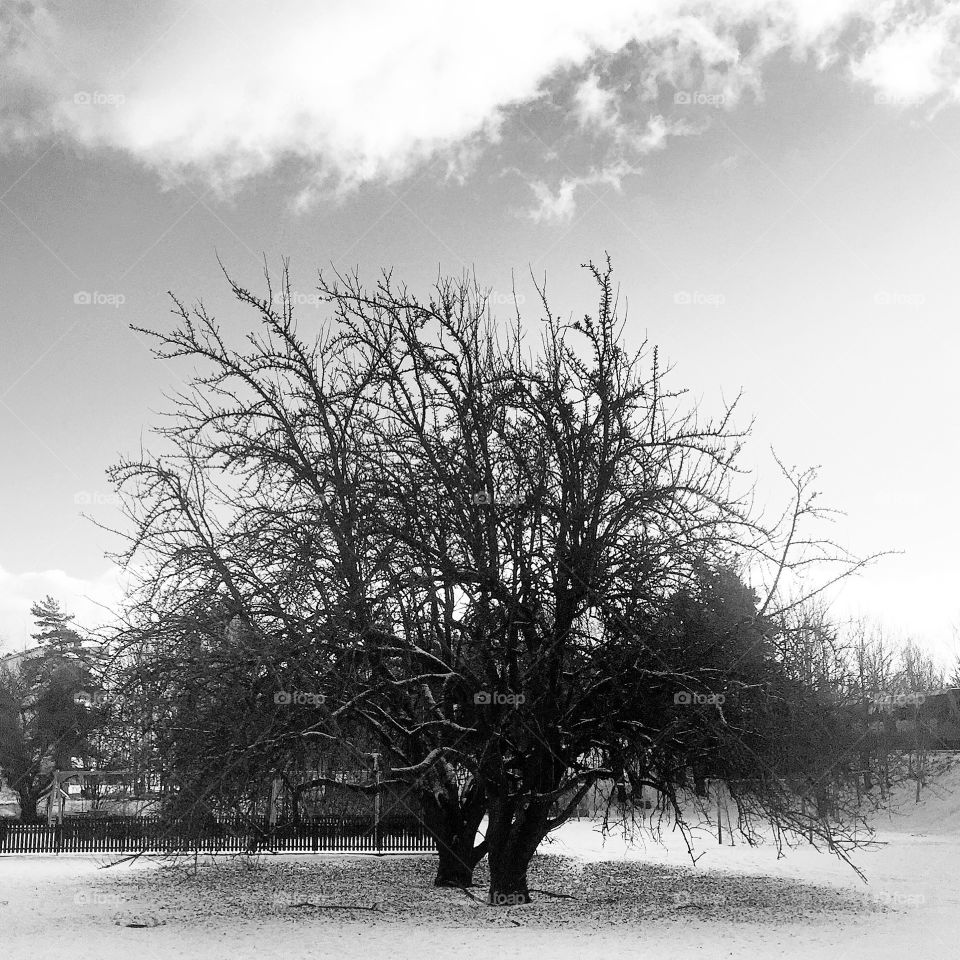 Nature black and white 