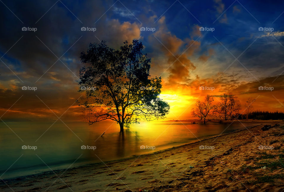 tree at tanjung beach