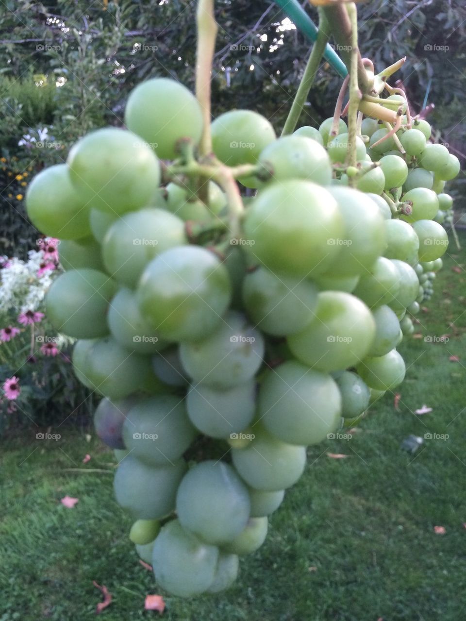 Grape vine