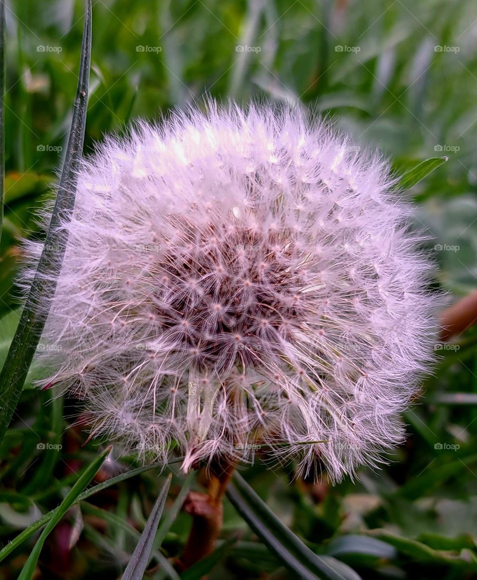 Dandelion