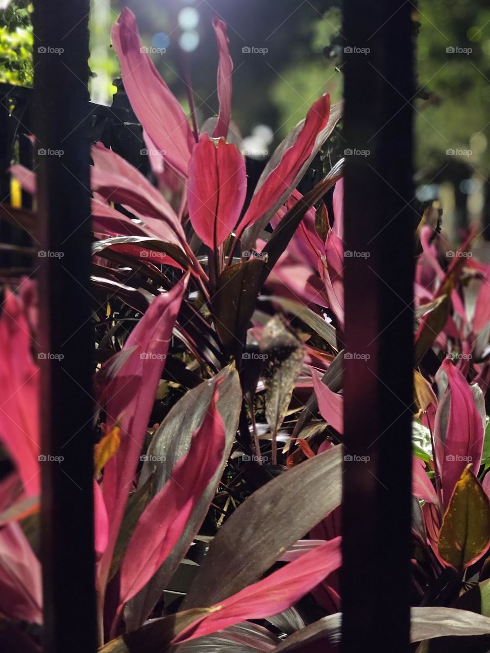 red leaves at the roadside behind gate in Kowloon Hong Kong