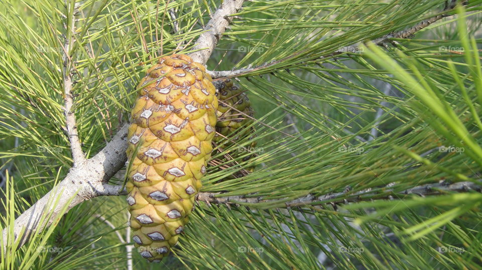 A Gold looking cone