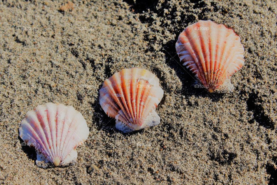 three seashells on a Sandy Beach on a summer day
