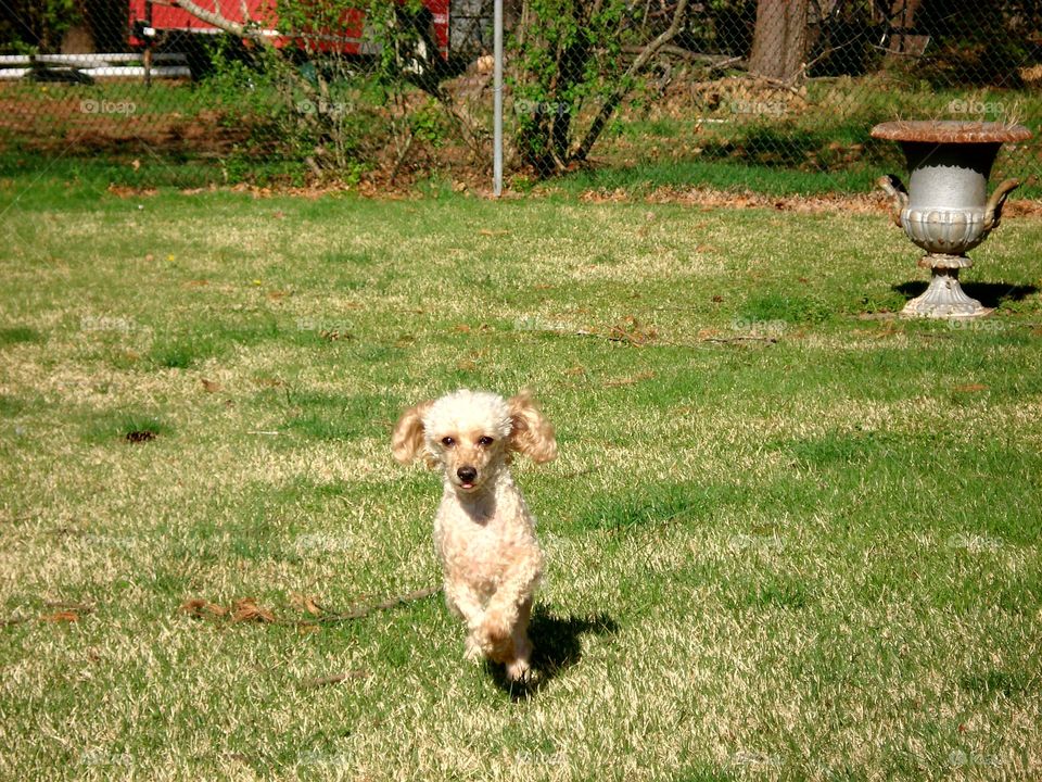 Poodle dog running on lawn/grass, caught mid air in photo. Chain fence around yard.