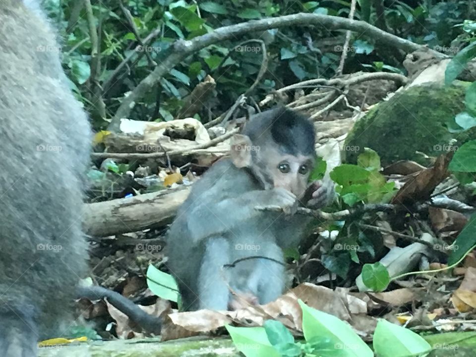 Baby Monkey Munching Food