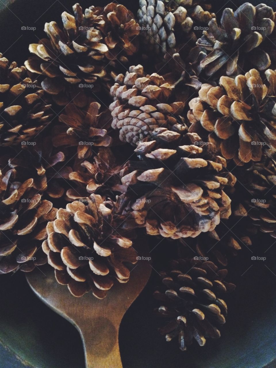 Pine cones