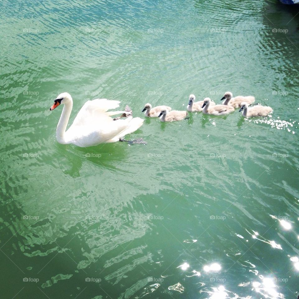 Swan Mamma