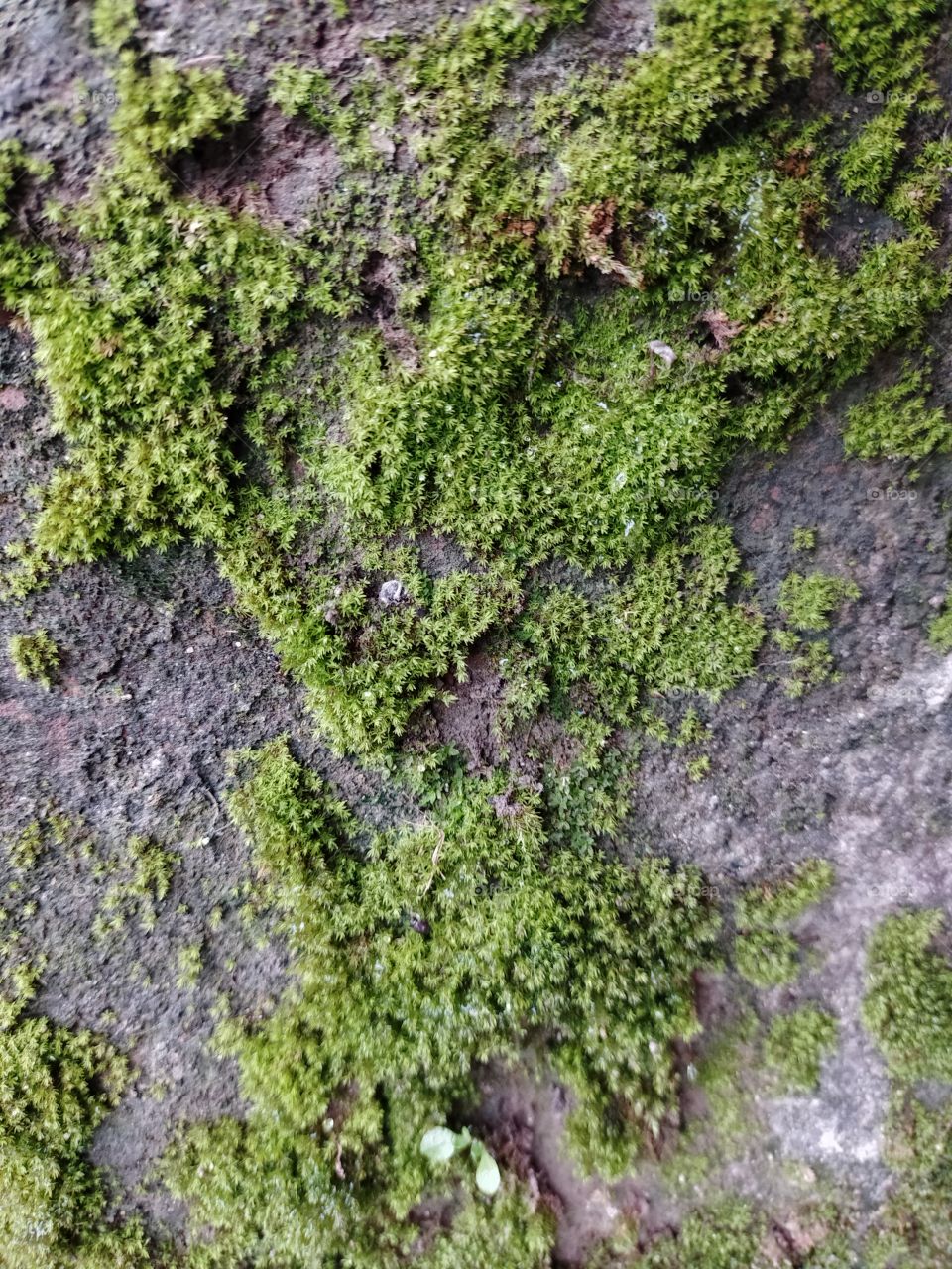 Weed plant,clean environment,beautiful place.