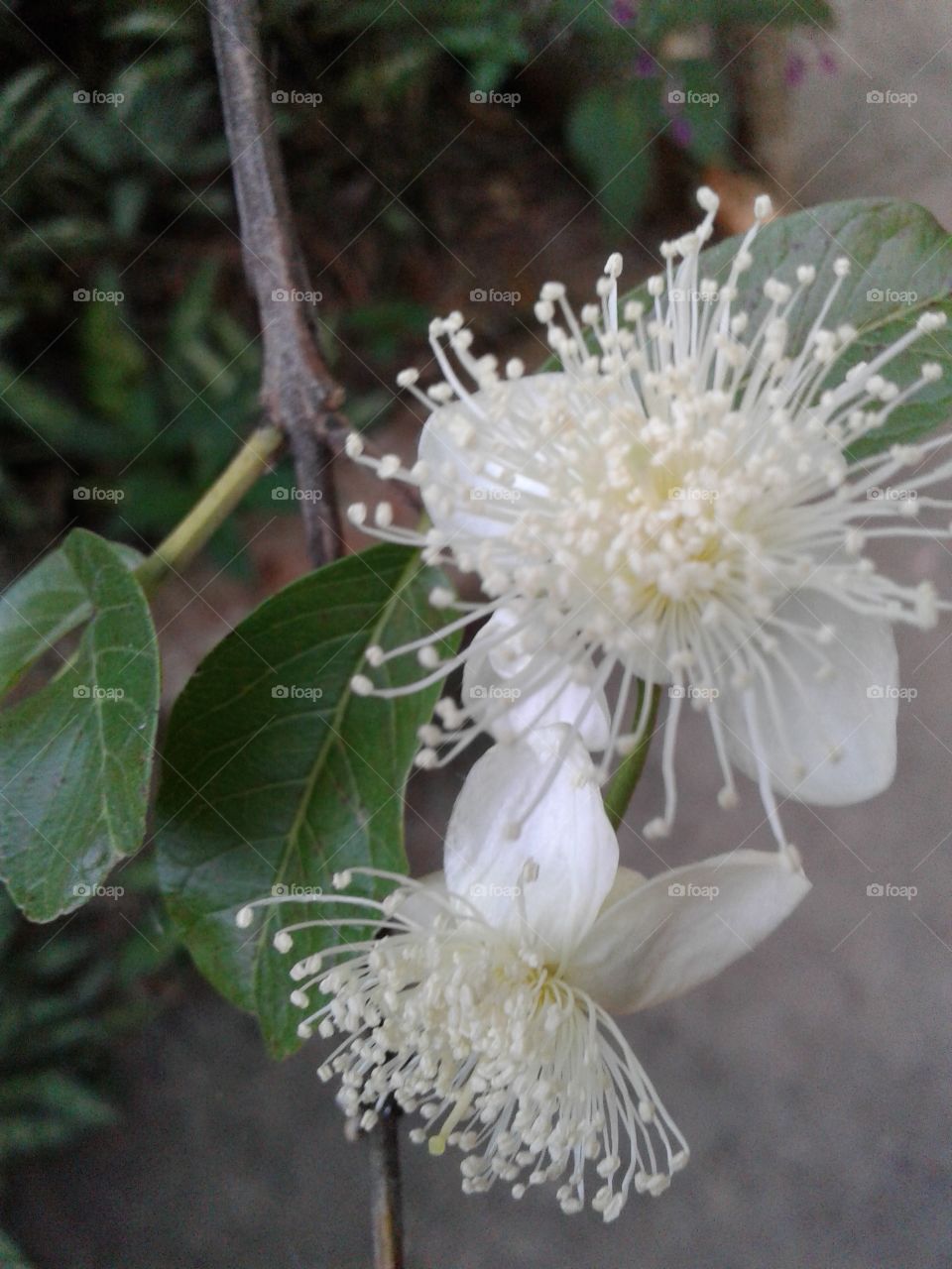 Guava flowers