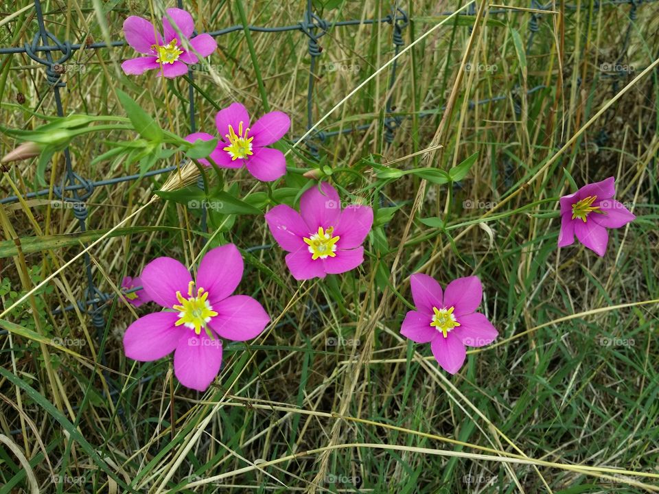 Sabatia or Texas Star