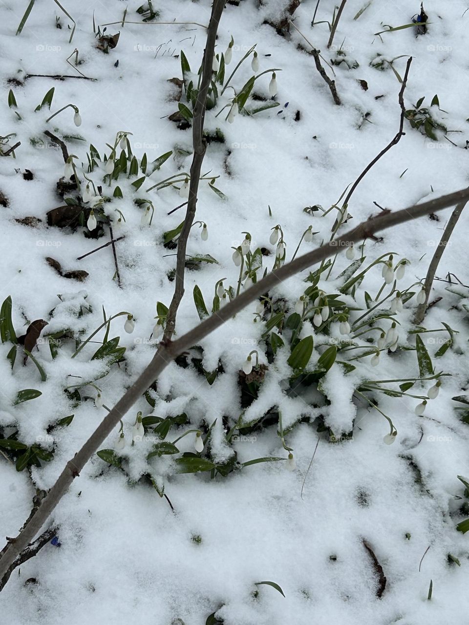 snow in March