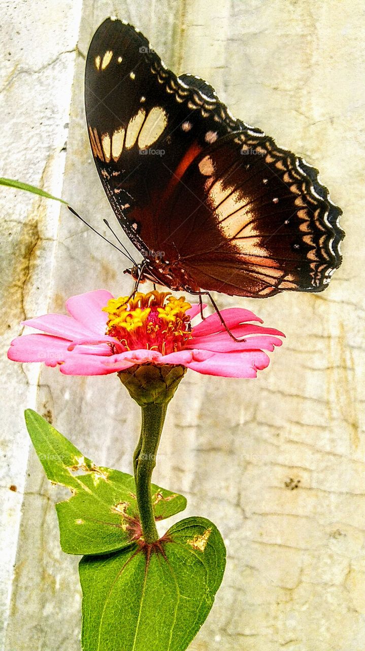 Beautiful butterfly perched on flower