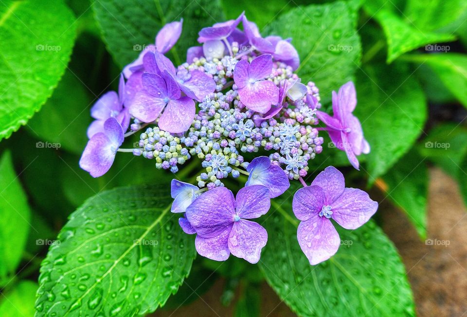 Hydrangea 