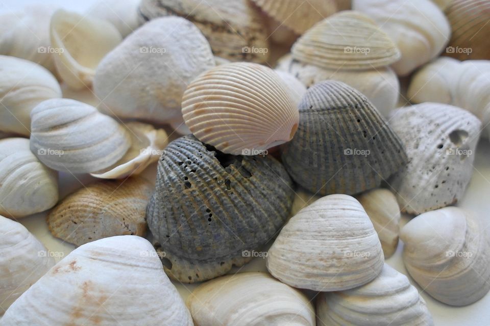 Seashells 