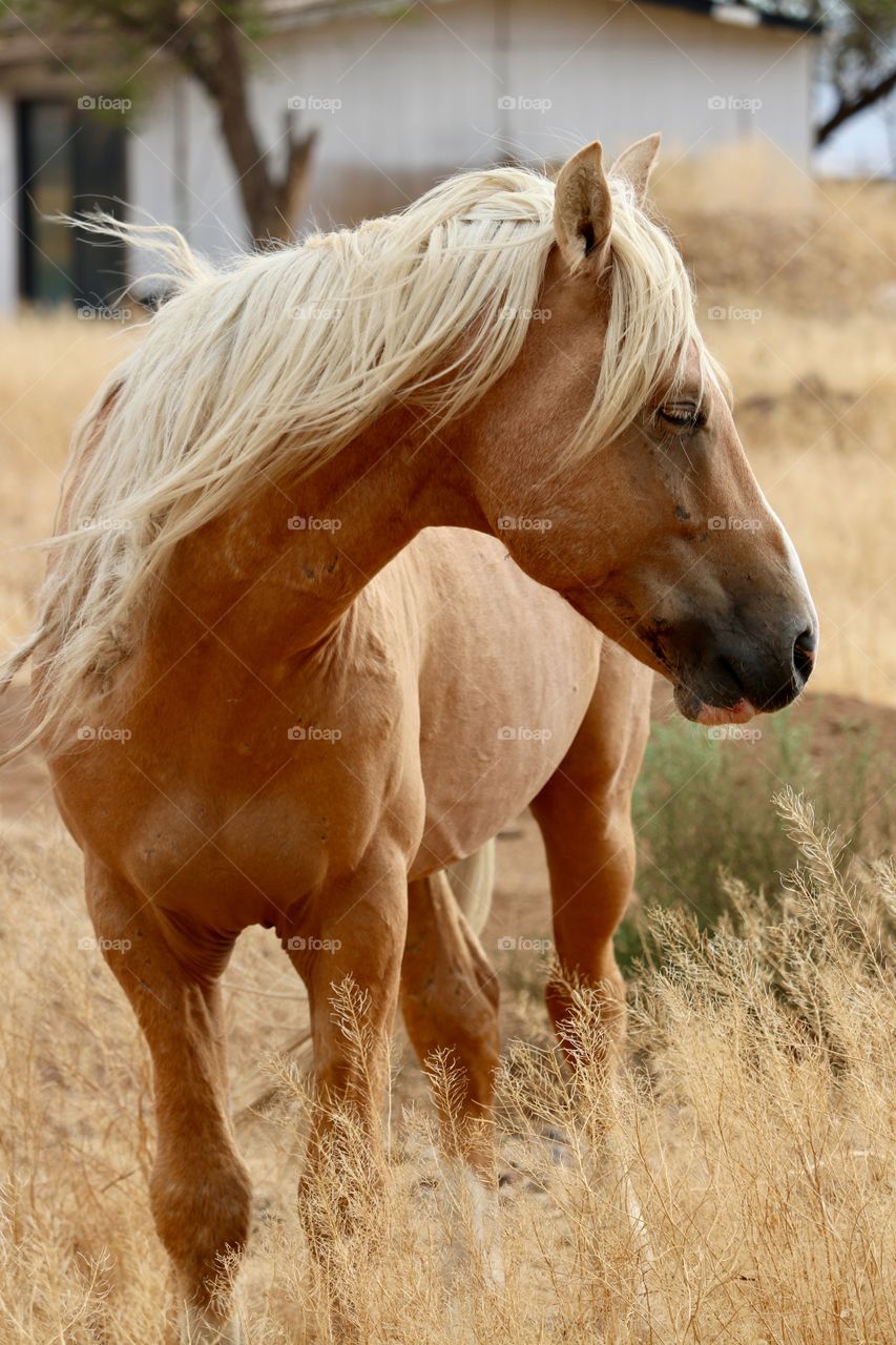 Wild, strong and free, wild Palomino Stallion in Stagecoach Nevada