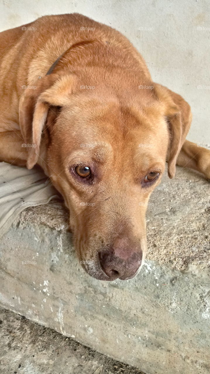CÃO, DOG, HUND.