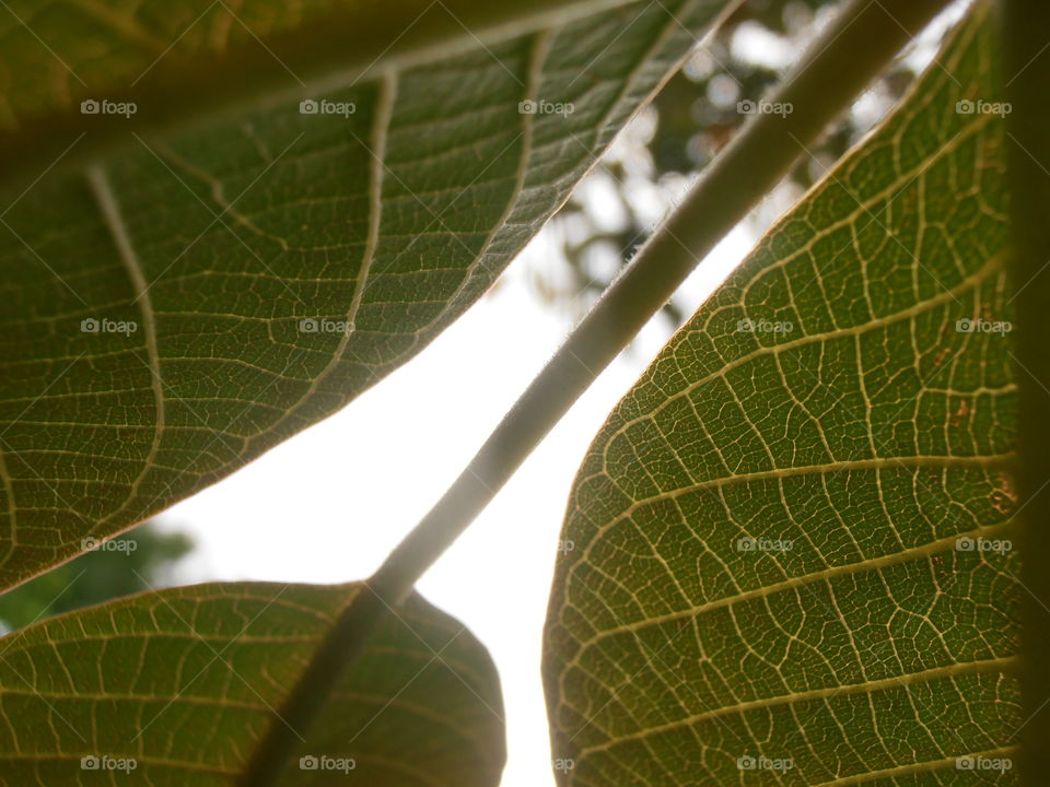 Leaves Close Up