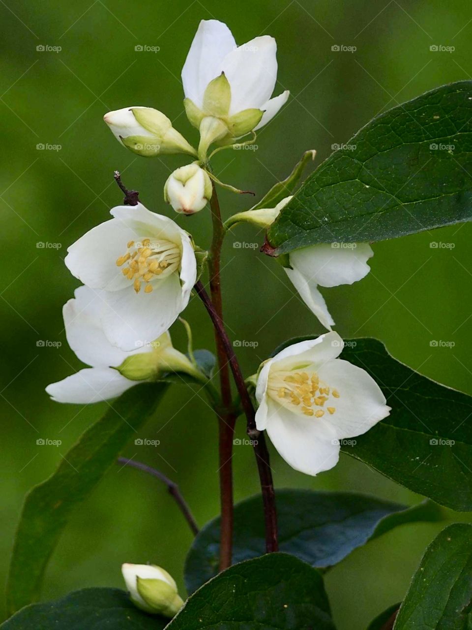 Mock oranges (Jazminas)