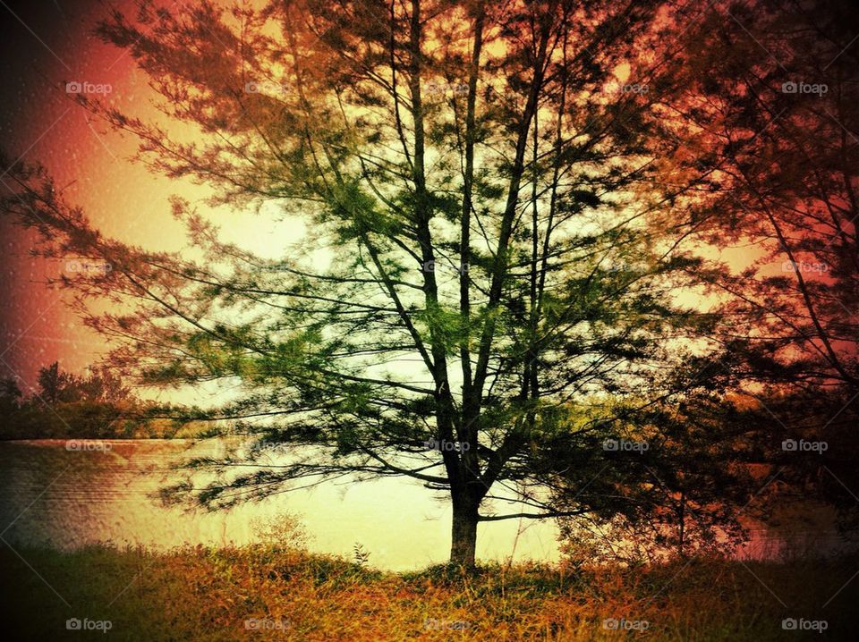 Close-up of a tree near the lake