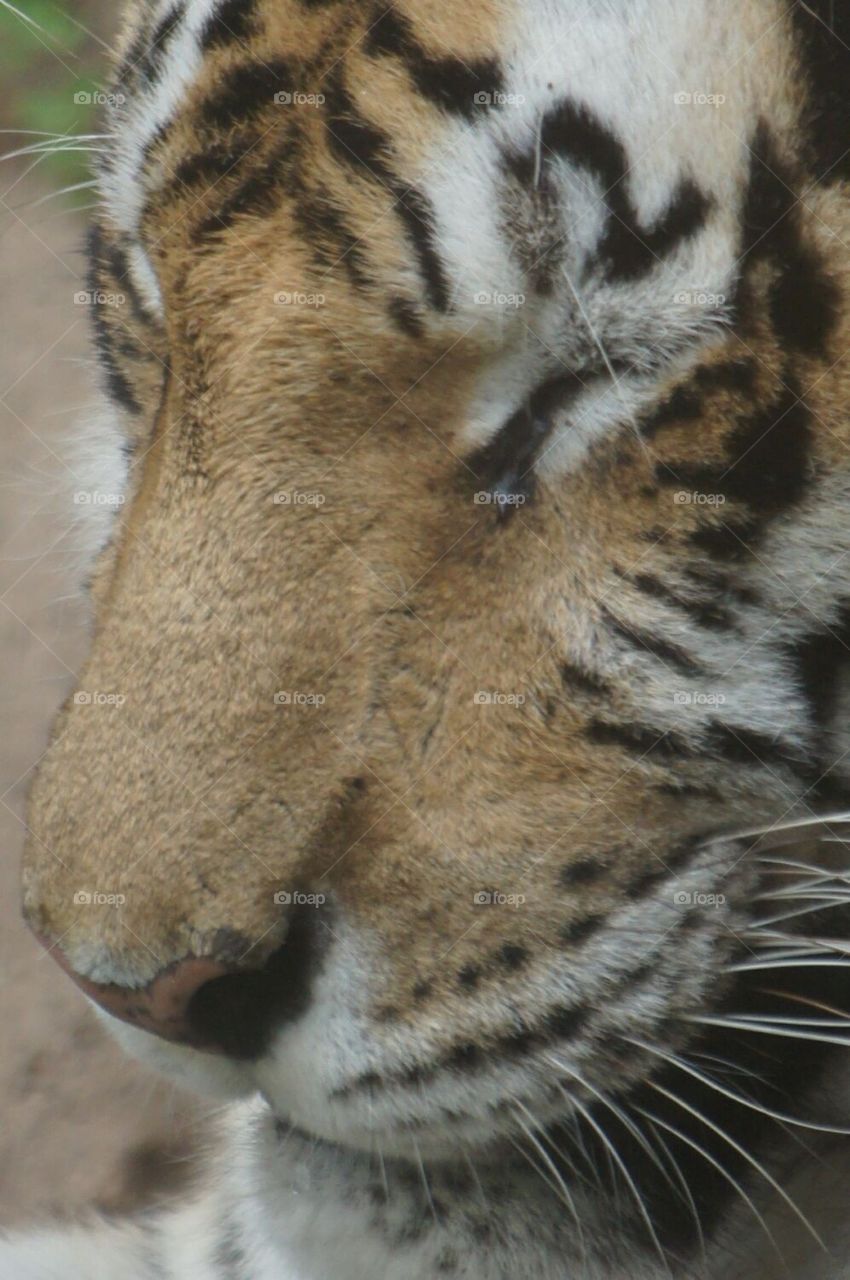 Tiger face close up