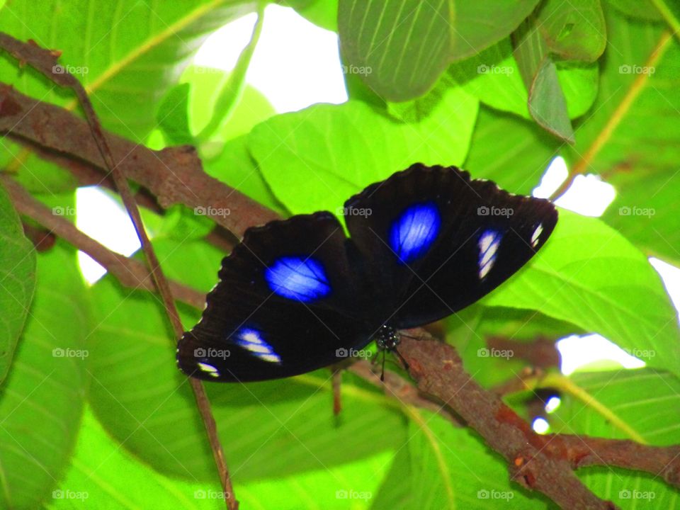 Beautiful Blue butterfly or Hypolimnas bolina, the great eggfly. common eggfly or in New Zealand the blue moon butterfly is a species of nymphalid butterfly found from Madagascar to Asia and Australia