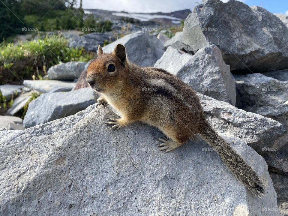 Chipmunk chatter, in the wilds of Washington 