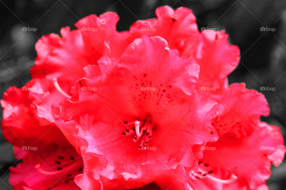 A closeup of a red rhododendron bush bloom on a black & white background in our garden. 