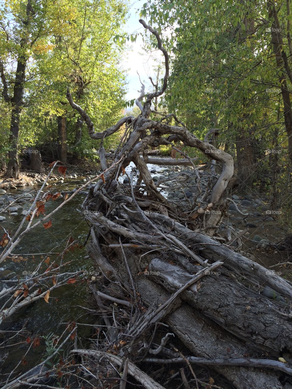 Wood near the river! 