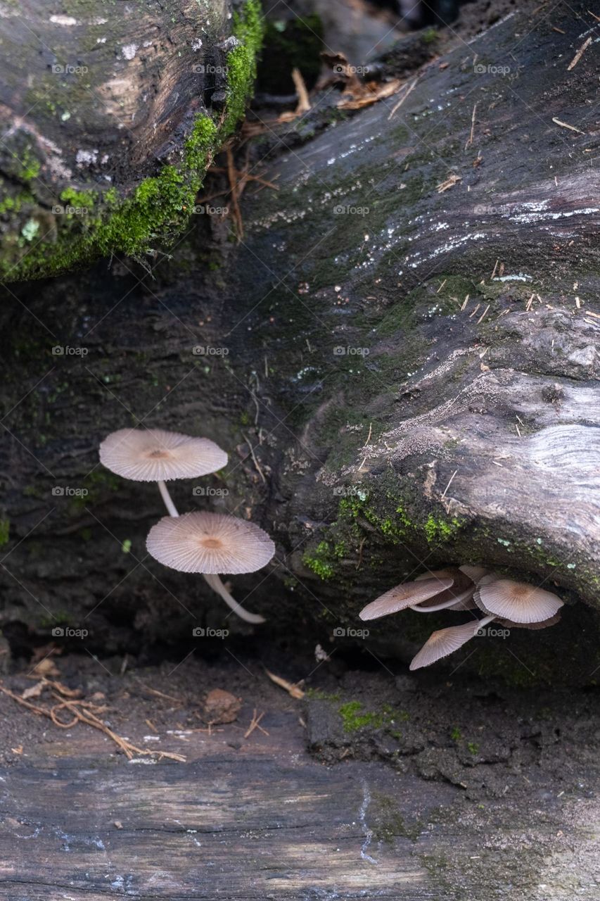 mushrooms growing on rotting wood