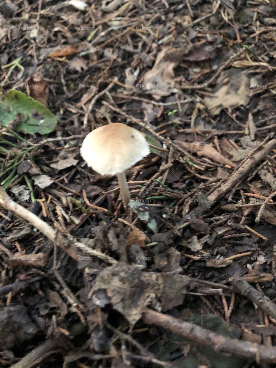 Mushroom 