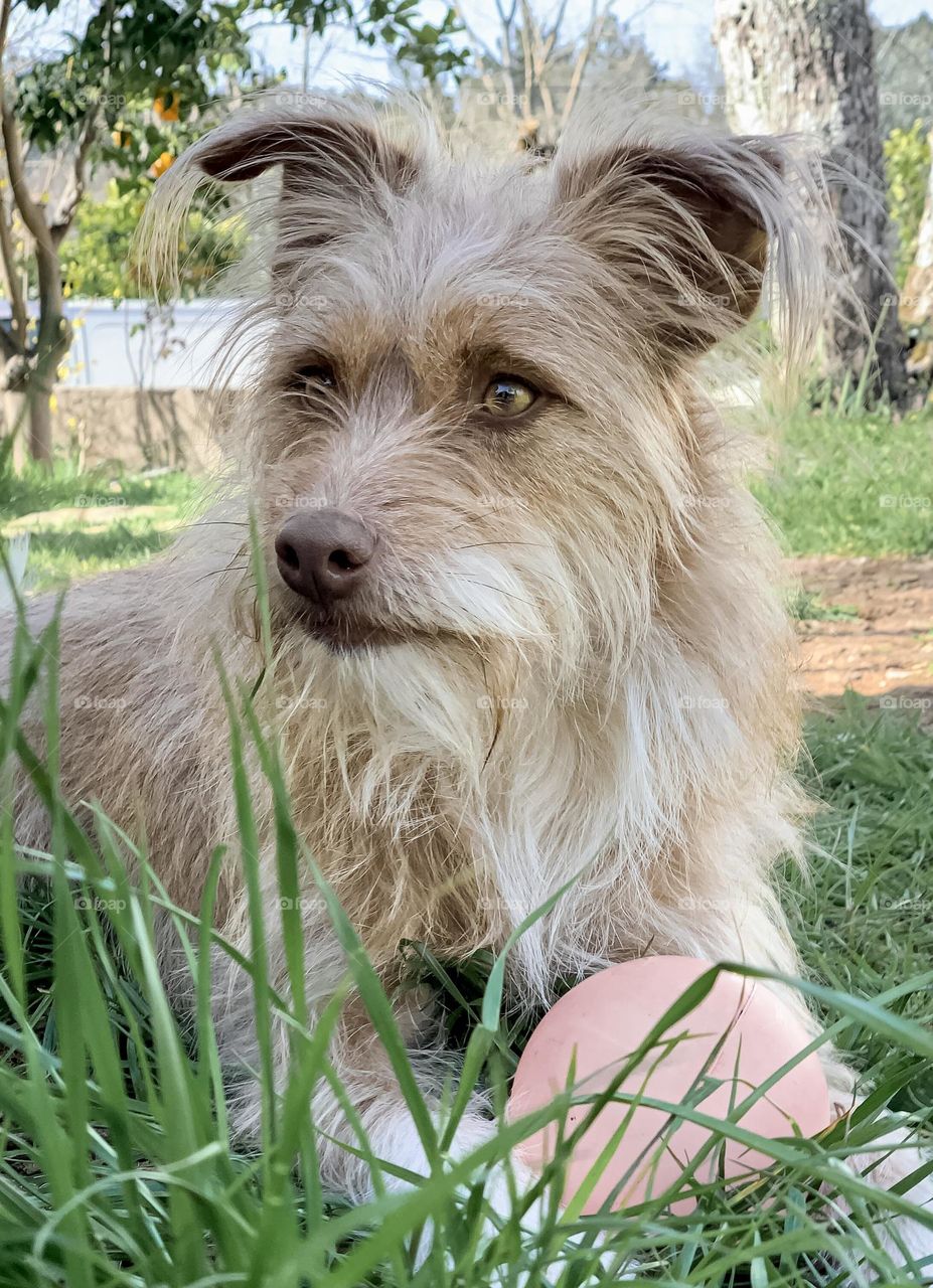 “Effy” A sandy coloured terrier dog sitting in the garden with her ball