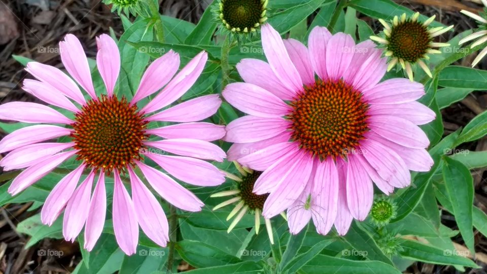flowers