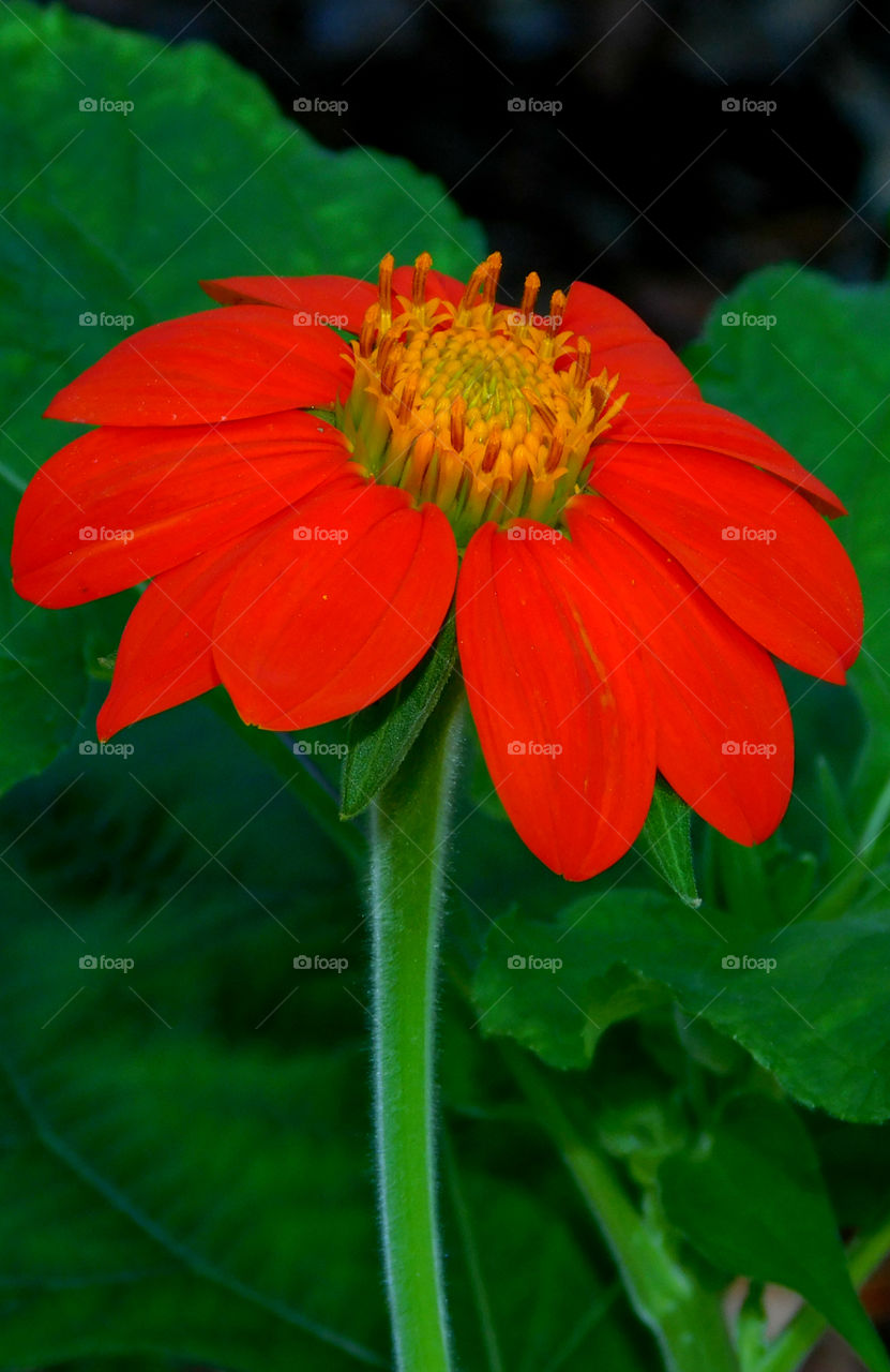 Brilliant Flame orange Mexican Sunflower!