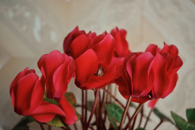 Red home flowers 