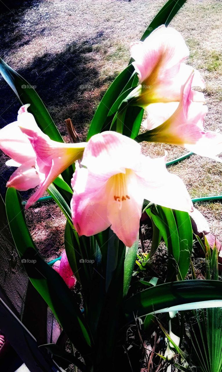 Easter Lily with four pink flowers