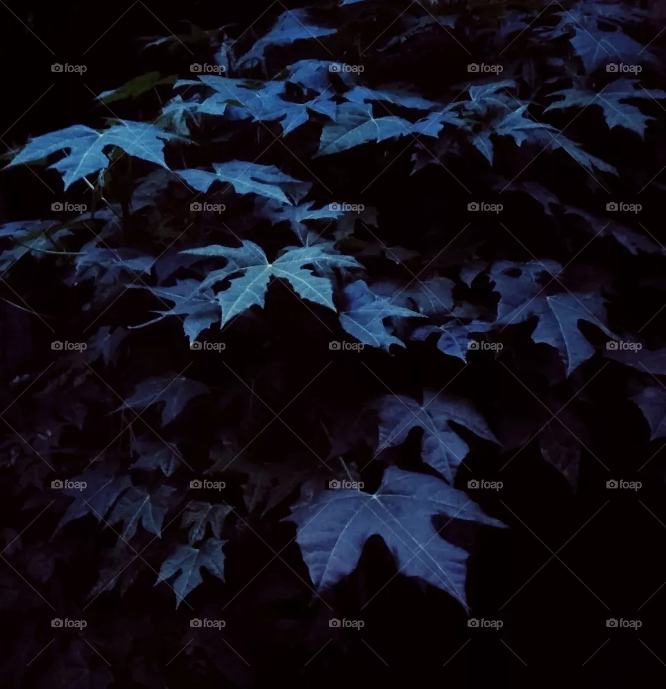 papaya leafs