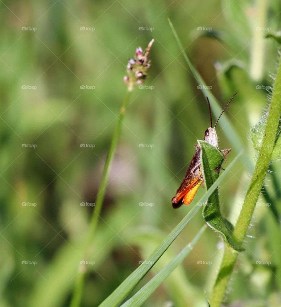 beautiful cricket