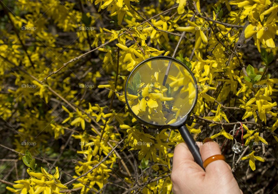 Hand hold magnifying glass and blooming tree at the background