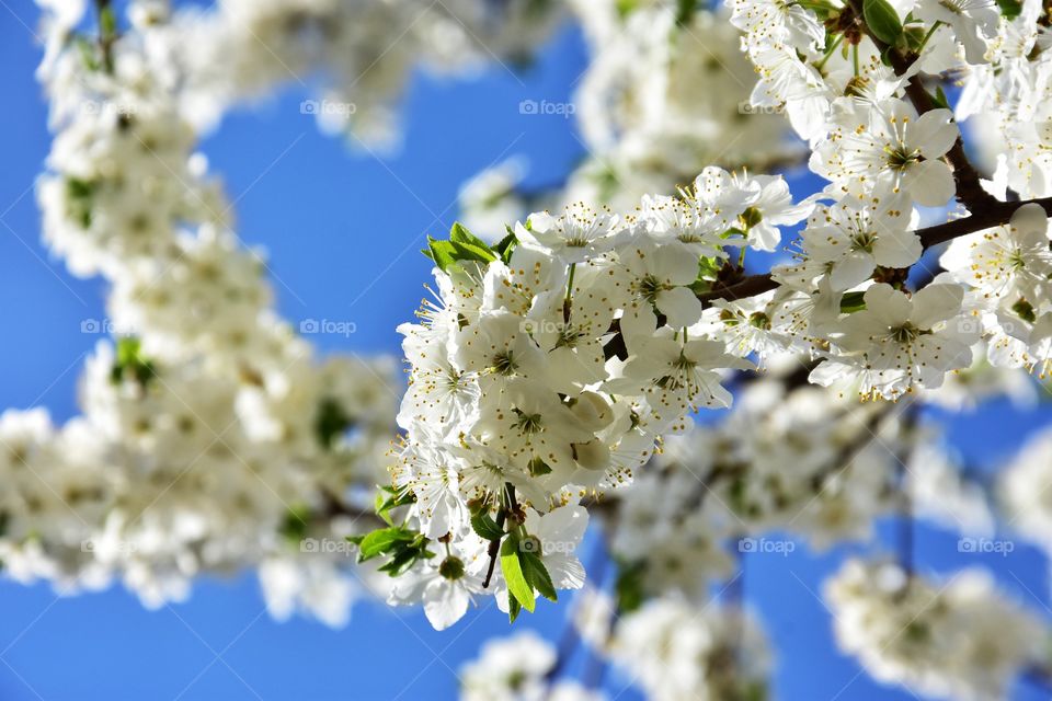 white blooming tree branch