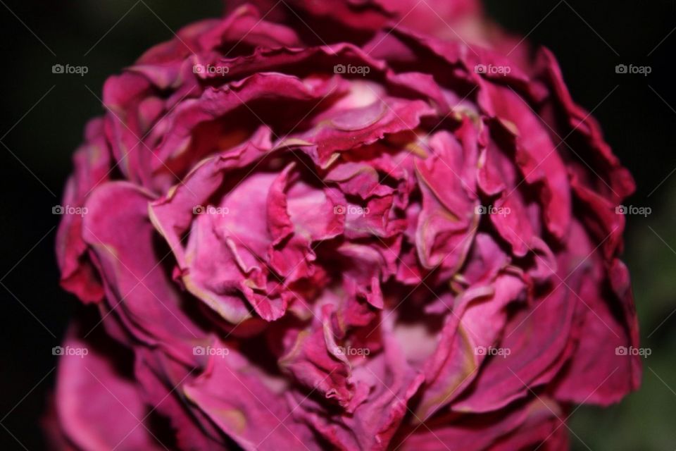 Sun Dried Rose