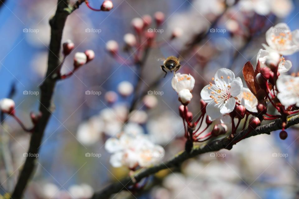 Bee buzzing around the the scented blossom of a cherry tree, spring is nearing...