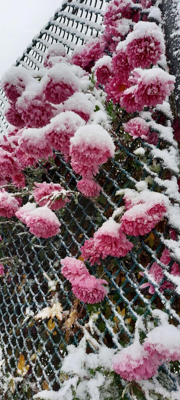 Colors of autumn with snow