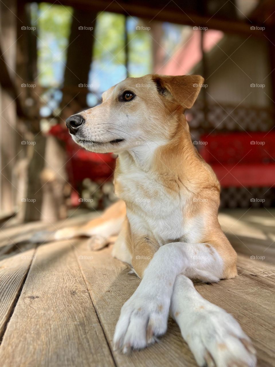 Low angle view of pet dog. She is looking away while lying down with paws crossed on back porch.