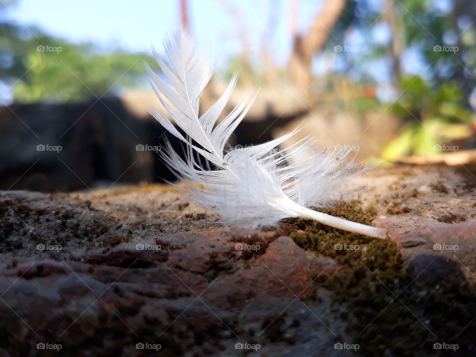 feather
