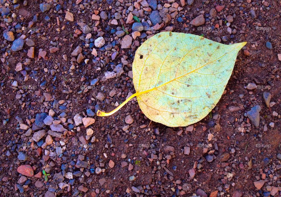 Single yellow leaf. First signs of fall. This single yellow leaf on a middle school track.