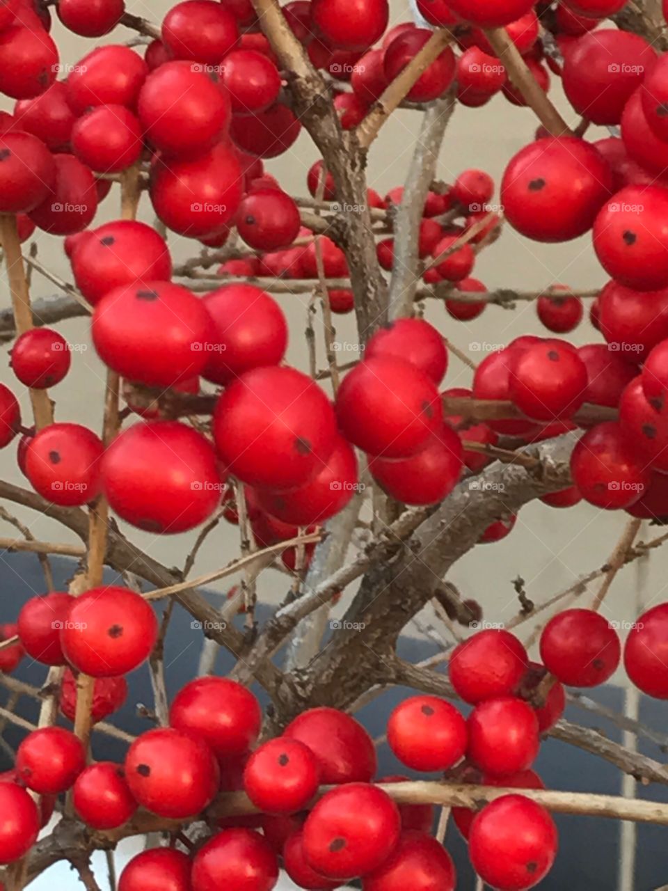 Colorful Berries